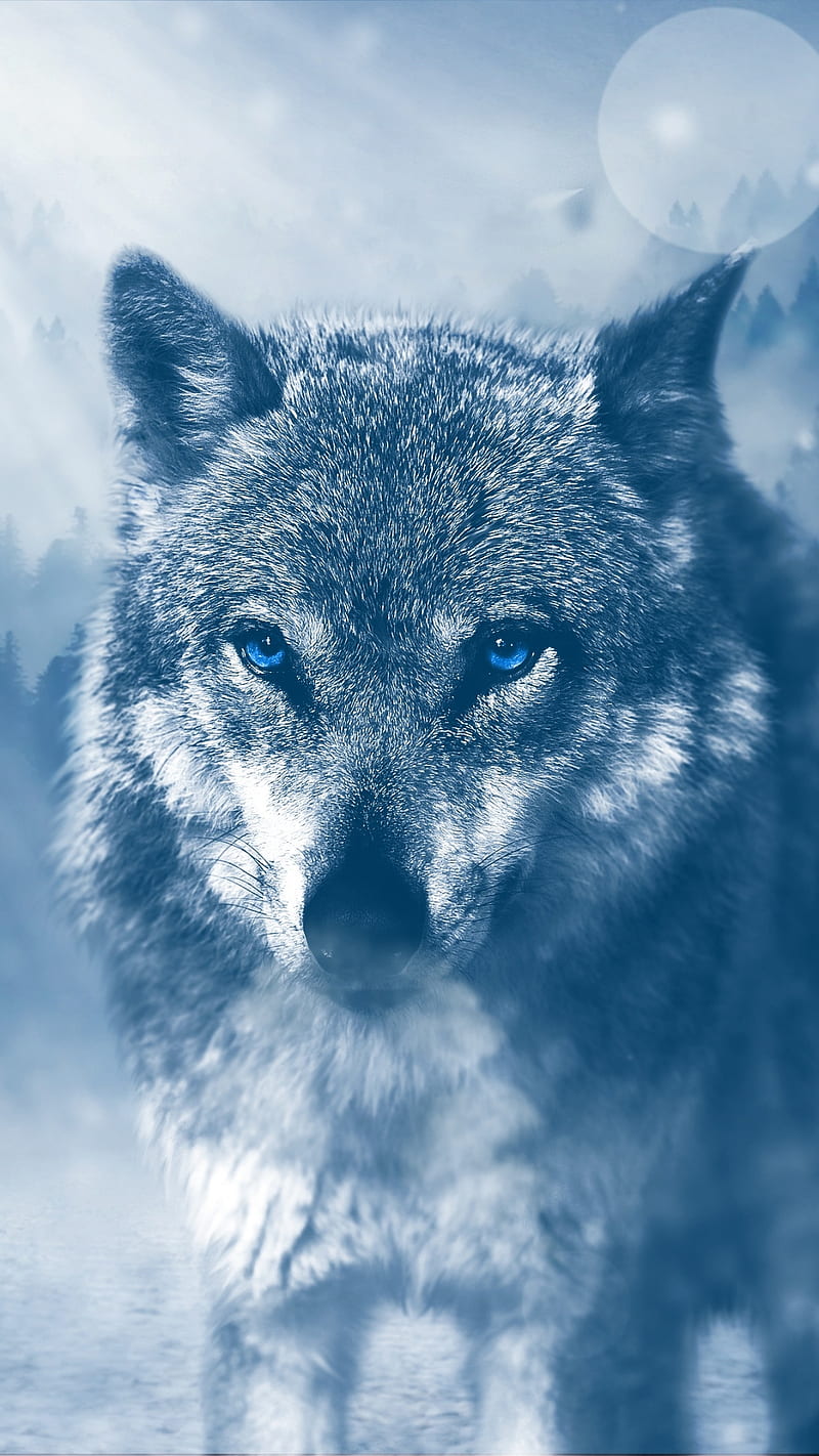 Wolf animal, gray nature, wild, HD phone wallpaper
