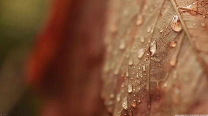 Brown drops, autumn, raindrops, dew drops, abstract, leaf, dewdrops, leaves, graphy macro, close-up, nature, rain, HD wallpaper