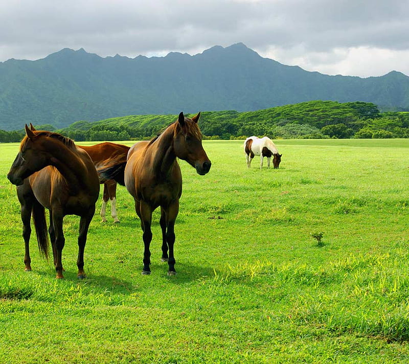 Grazing Horses, mountain, grass, view, grazing, pasture, bonito, horses, HD wallpaper