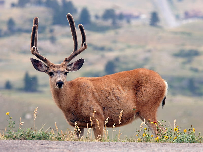 Deer In Feild, antlers, grass, wild, feild, animal, deer, HD wallpaper