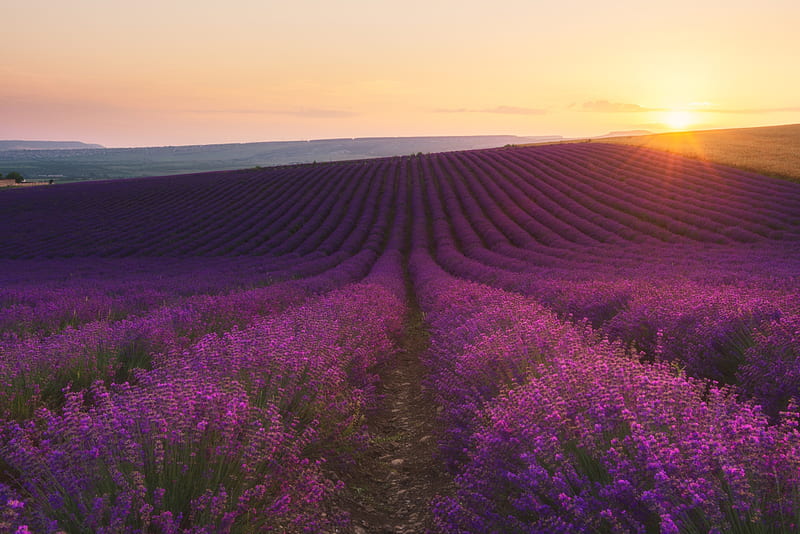Flowers, Lavender, Dawn, Field, Flower, Purple Flower, Sunrise, HD wallpaper