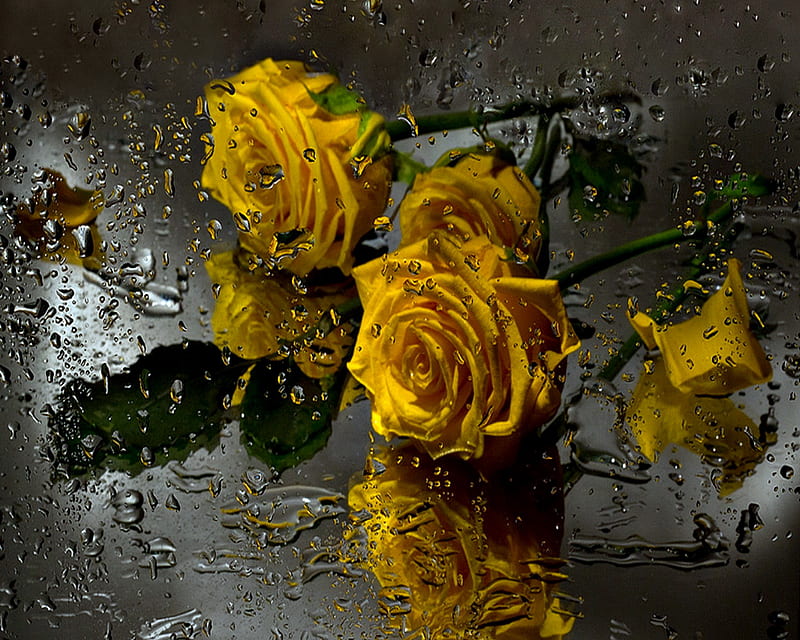 Rainy Roses, rain, roses yellow, HD wallpaper