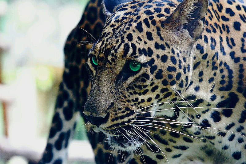 Jaguar, animal, cheetah, leopard, lion, tiger, HD wallpaper