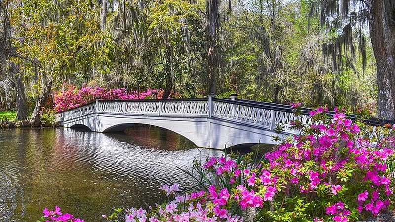 The Bridge At Magnolia Plantation in Charleston, South Carolina, river, water, blossoms, treesflowers, usa, HD wallpaper