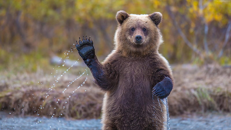 bear, paw, water, wildlife, Animal, HD wallpaper