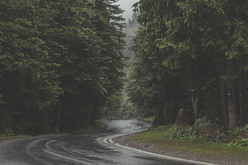 road, turn, forest, trees, HD wallpaper