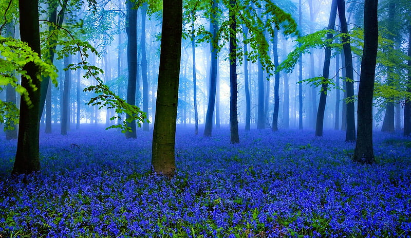 Misty grove, forest, wildflowers, grove, bonito, branches, trees, wood, mist, HD wallpaper