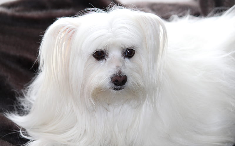 Maltese, Dog, small decorative dogs, cute animals, pets, white dog, HD wallpaper