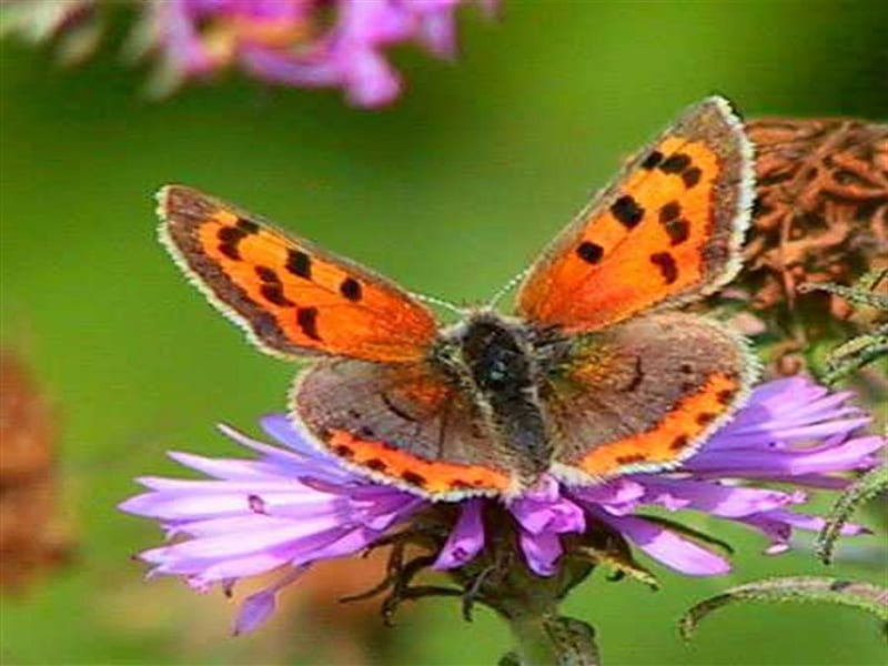 Orange moth on a flower, pattern, pretty, butterfly, gardens, nature, animal, HD wallpaper