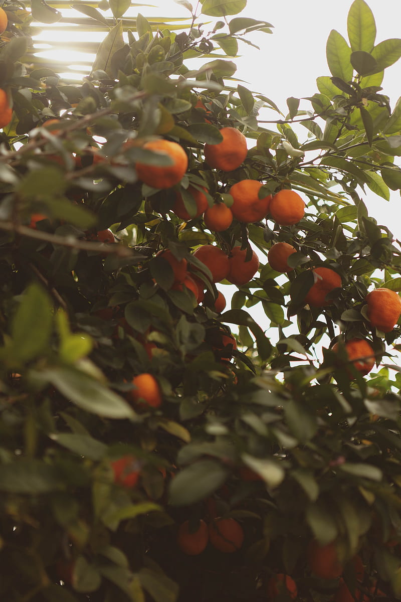 tangerines, fruit, bush, light, plant, HD phone wallpaper