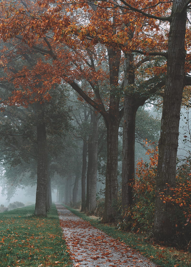trees, path, fog, autumn, park, landscape, HD phone wallpaper