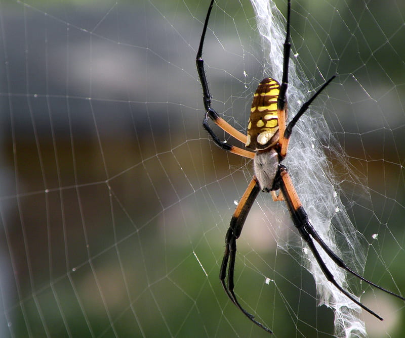 Spider, big, black, brown, huge, large, web, yellow, HD wallpaper