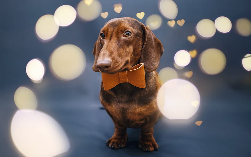 brown dachshund, portrait, cute dog, gentleman, brown leather butterfly, dogs, HD wallpaper