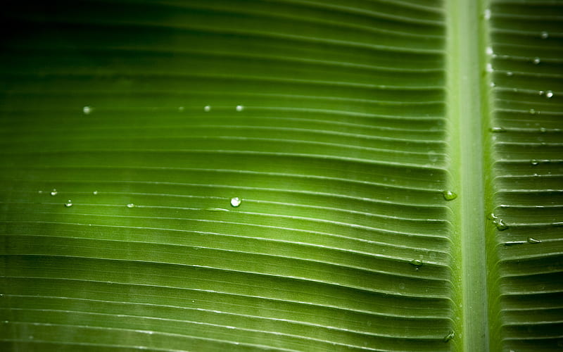 Plant, Close Up, Leaf, Earth, Banana, HD wallpaper