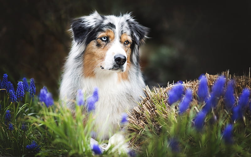 Australian Shepherd, flowers, heterochromia, Aussie, pets, dogs, Australian Shepherd Dog, bokeh, Aussie Dog, HD wallpaper