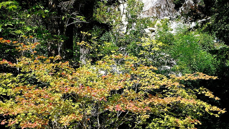 Beginning of Change, fall, autumn, leaves, washington, color, trees, HD wallpaper