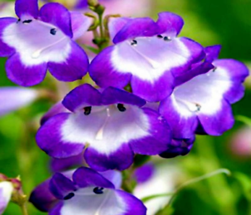 Rare Purple And White Campanula Flowers, White, Purple, Rare, Campanula, Flowers, HD wallpaper