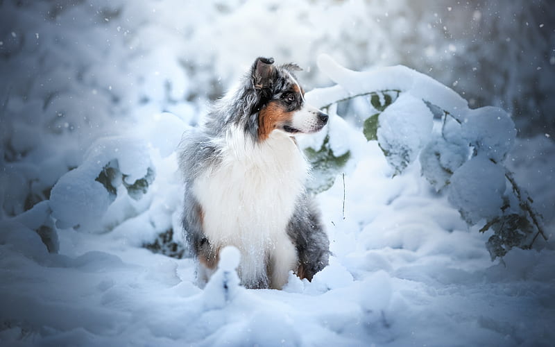 Australian Shepherd Dog, Fluffy Dog, Pets, Forest, Winter, Snow, Aussie, Snowdrifts, HD wallpaper