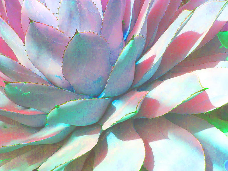Pastel Cactus, colorful, plant, flower, pastel, cactus, watercolor, HD wallpaper