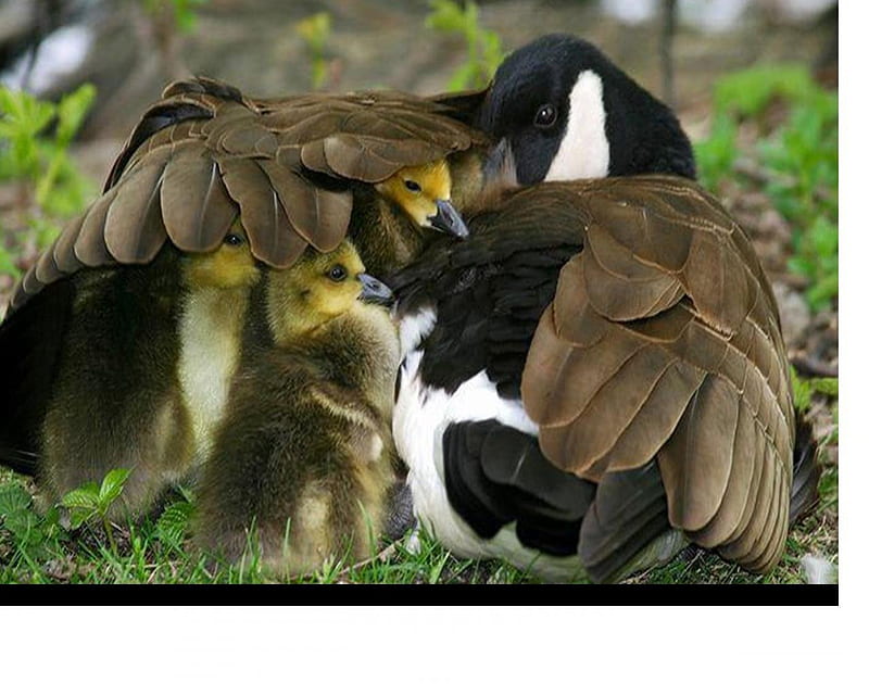 mother and babies, babies, ducklings, duck, feathers, HD wallpaper