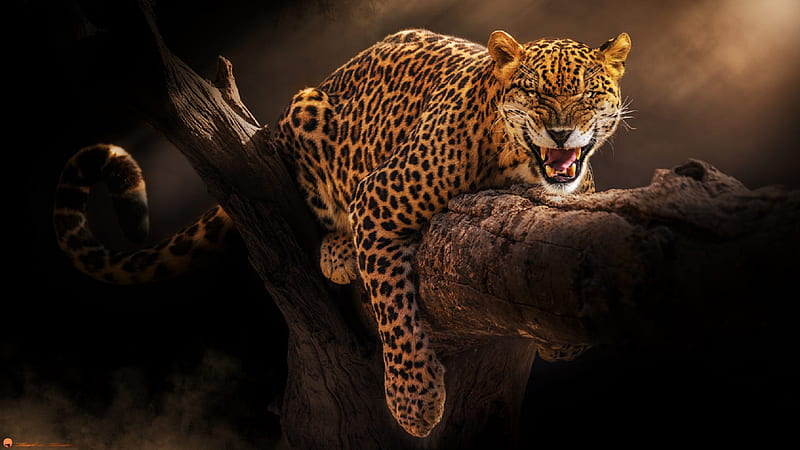 Cats, Jaguar, Big Cat, Leopard, Wildlife, predator (Animal), HD wallpaper