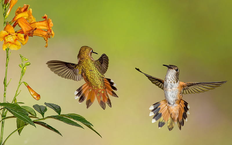 Birds, Hummingbird, Bird, Flower, Orange Flower, Wildlife, HD wallpaper