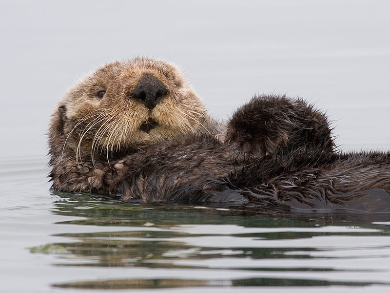 sea otter, water, california sea otters, animal, HD wallpaper
