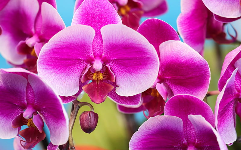 Laeliocattleya, orchids, pink flowers, Orchidaceae, tropical flowers, branch, houseplants, pink orchid, HD wallpaper
