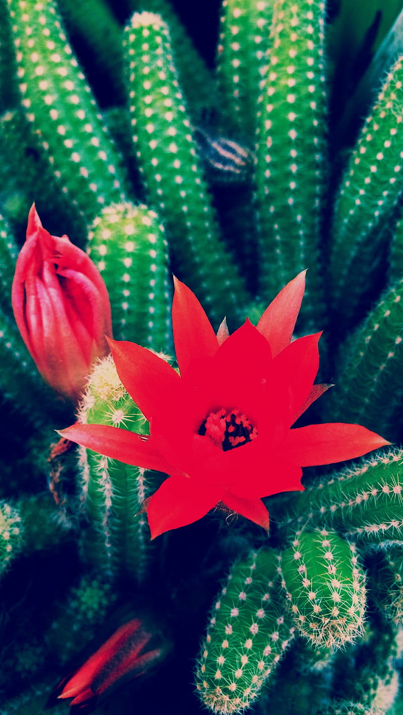 cactus, flower, green, red, HD phone wallpaper