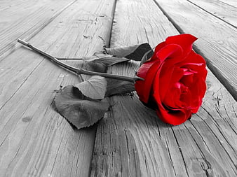 ruby merah, merah, abu-abu, mawar ruby, wallpaper HD