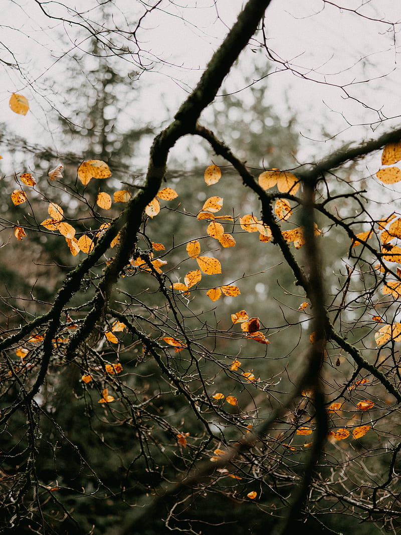 Yellow leaves on brown tree branch during daytime, HD phone wallpaper ...