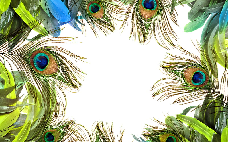 Peacock feathers frame, white background, feathers frames, creative frames, Peacock feathers, HD wallpaper