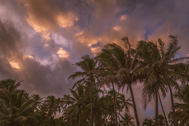 palm trees, sky, clouds, tropics, HD wallpaper