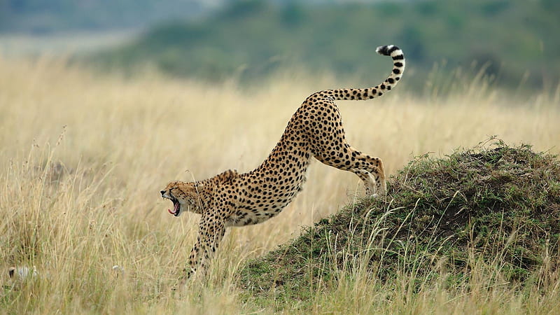 Cheetah Yawning for the Day, Animal, Wildlife, Yawning, Cheetah, HD wallpaper