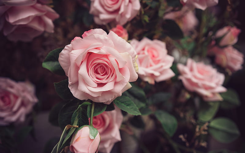 pink roses, pink flowers, blur, roses, pink roses background, beautiful flowers, HD wallpaper