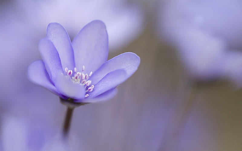 Hepatica nobilis, flowers, nature, violet, spring, HD wallpaper