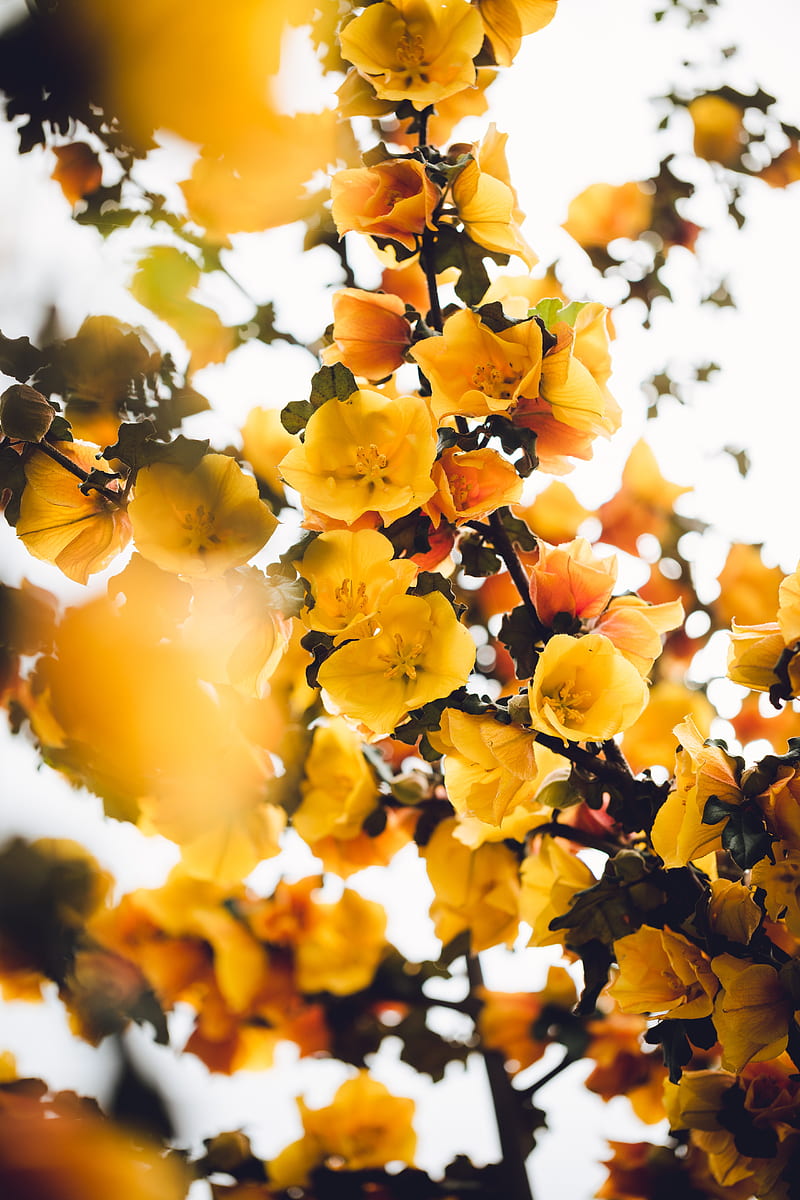flowers, yellow, branch, bush, plant, blooms, HD phone wallpaper