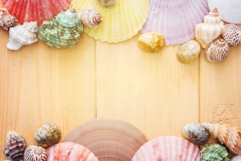 Assorted-color Seashells, HD wallpaper