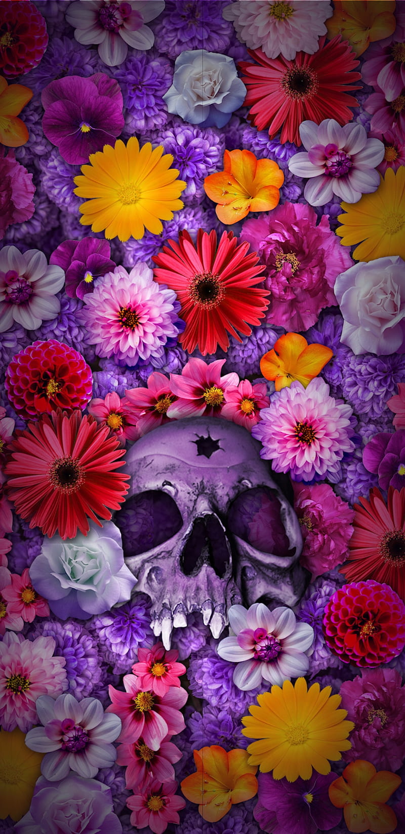 SkullAmongstFlowers, colourful, colours, flower, flowers, purple, skull, HD phone wallpaper