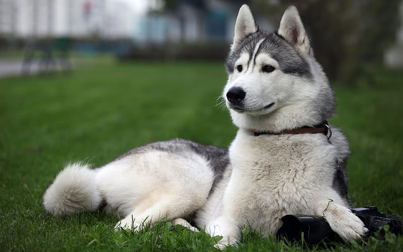 husky, cute dog, friendly dogs, green grass, HD wallpaper