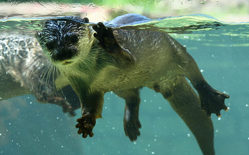 Otter, water, animals, swimmer, HD wallpaper