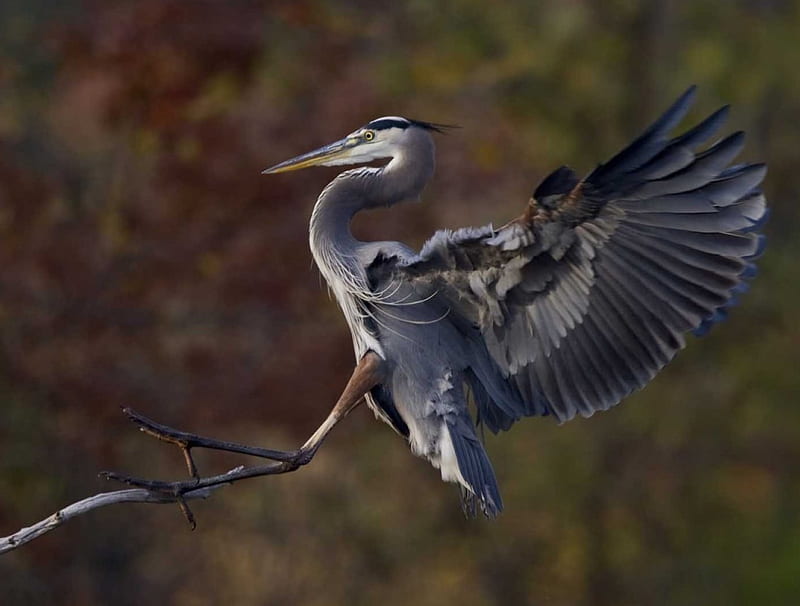Great blue heron,landing, wings, open, trees, branch, wide, HD wallpaper