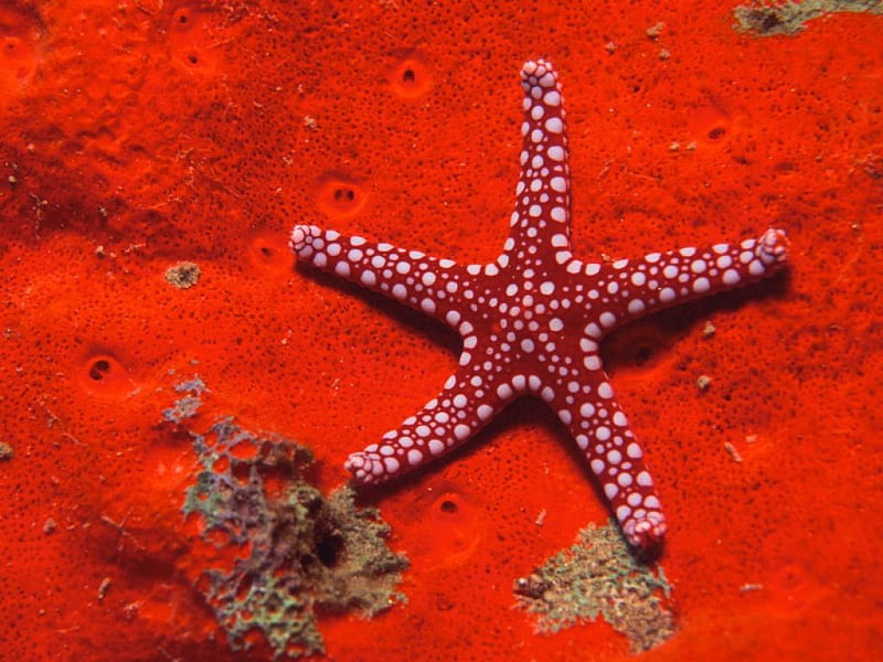 Starfish, red starfish, coral, ocean, HD wallpaper