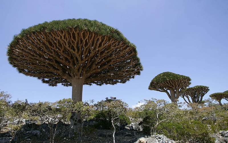 Dragon's Blood trees, Trees, Socotra island, Dragons Blood trees, 27 March 2008, HD wallpaper