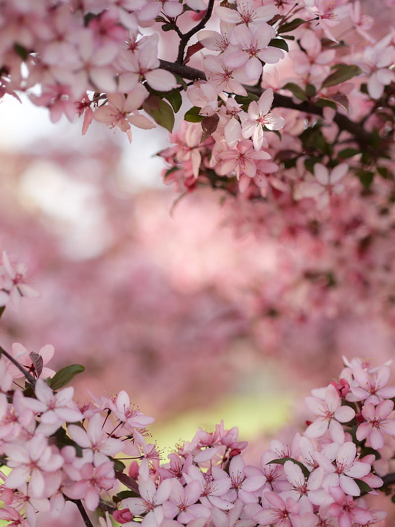 selective focus graphy of cherry blossoms, HD phone wallpaper