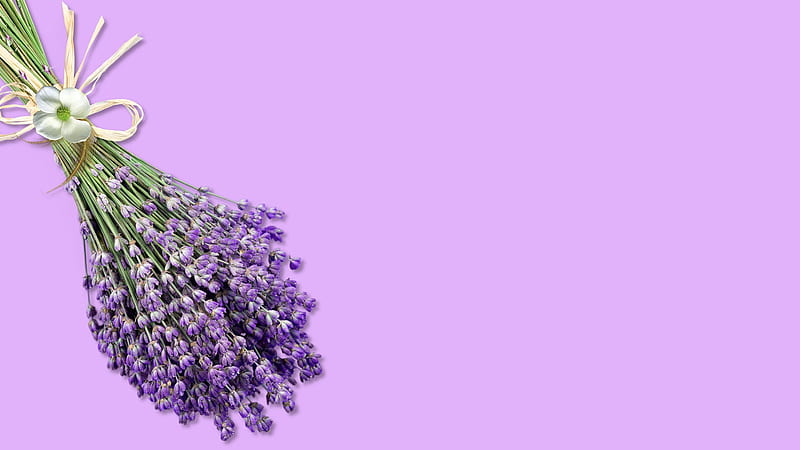 Scent of Lavender, fall, fragrant, spa, flowers, summer, lavender, pink, essential, HD wallpaper