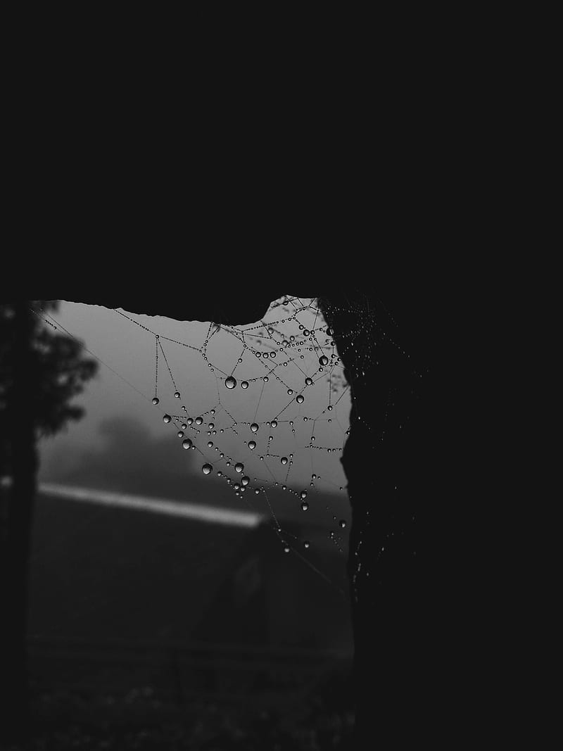 The struggle, home, rain, spider, spiderweb, HD phone wallpaper