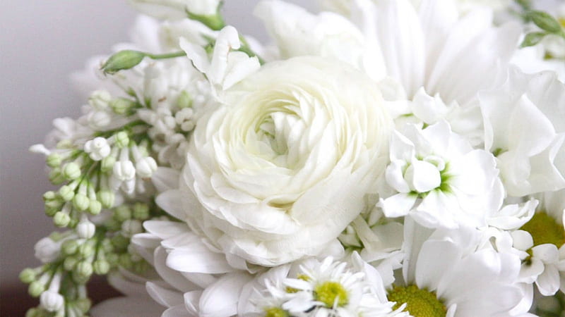 White Ranunculus, ranunculus, flowers, buttercup, petals, white, buds, HD wallpaper