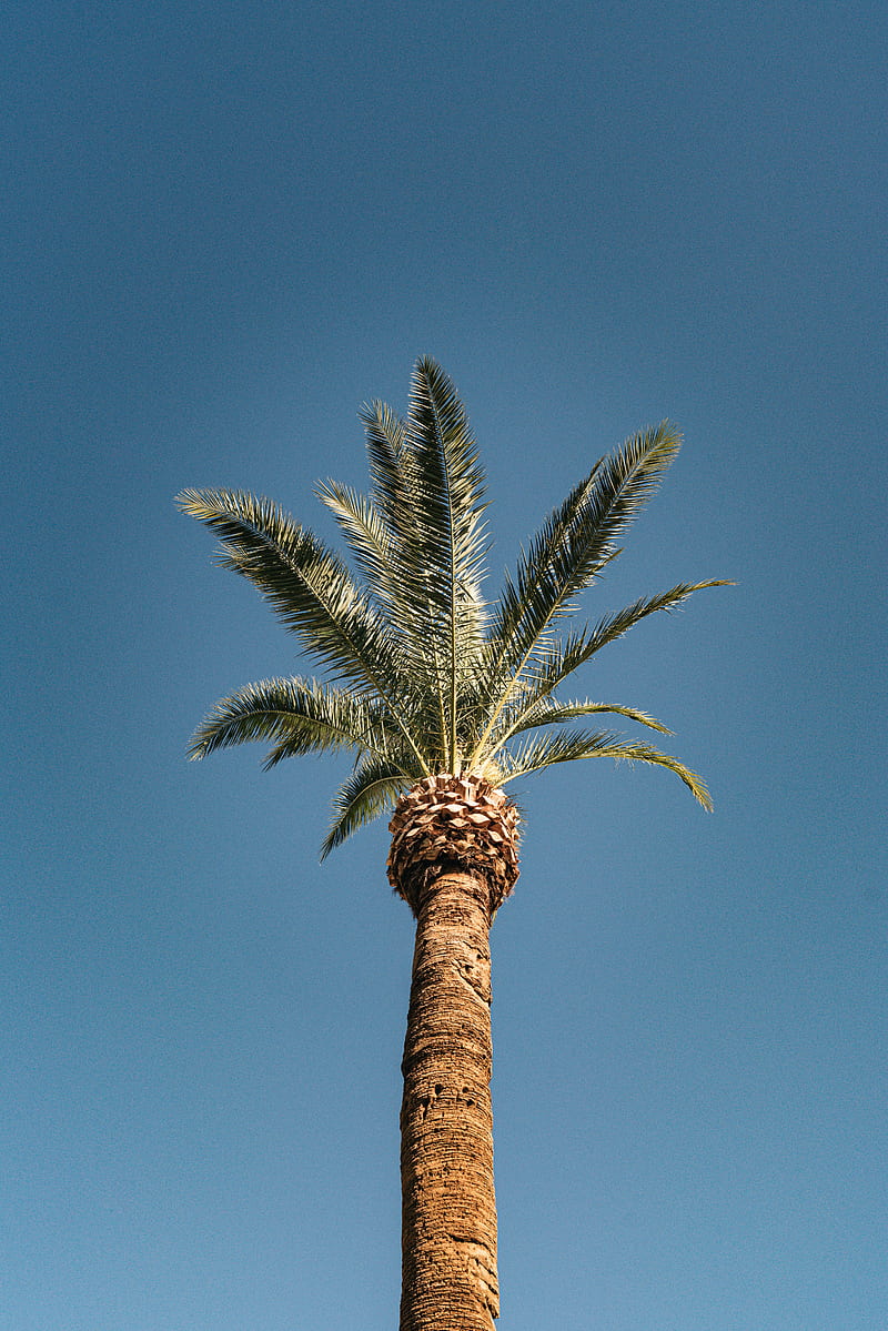 palm, tree, treetop, sky, tropics, HD phone wallpaper