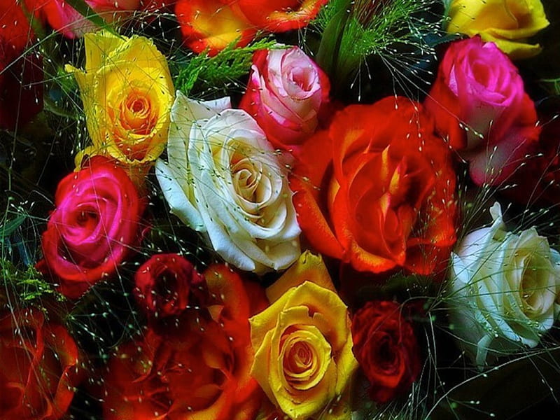 A Few of the Colors of the Beautiful Rose, babys breath, colorful, types, bouquet, rose, sprig, HD wallpaper
